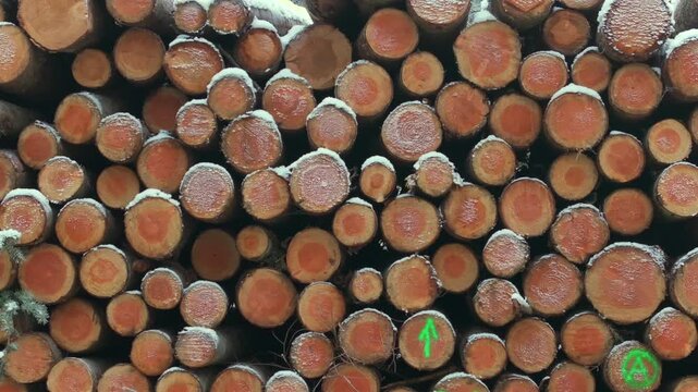 Detailed close view of stacked tree trunks in a logging area. Freshly cut wood with visible growth rings covered by light snow. Forestry and timber production concept.