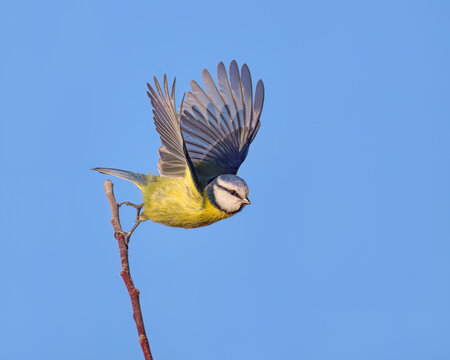 An Eurasian blue tit bird, Cyanistes caeruleus, starts flying gracefully with spread wings from a twig in front of blue sky, Germany. 