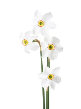 Four white Narcissus ( Daffodil)  isolated on white.  Narcissus poeticus