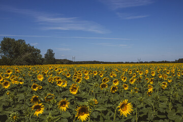 Obraz premium Sunlit sunflower field under a clear blue sky in summer landscape