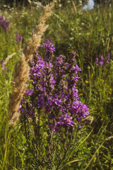 Fototapeta premium Macro shot of a purple loosestrife flower blooming in a green summer meadow
