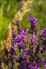 Obraz premium Macro shot of a purple loosestrife flower blooming in a green summer meadow