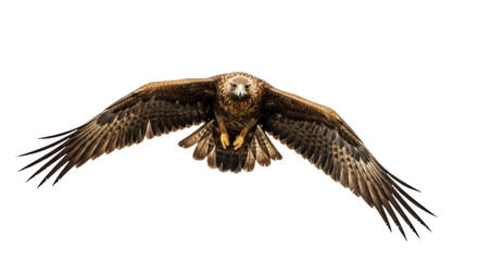 Obraz premium Majestic golden eagle flying isolated PNG on transparent background, powerful bird of prey with outstretched wings for wildlife and nature designs