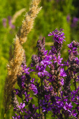 Obraz premium Macro shot of a purple loosestrife flower blooming in a green summer meadow