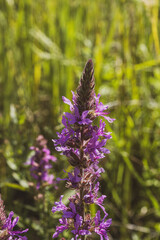 Obraz premium Macro shot of a purple loosestrife flower blooming in a green summer meadow