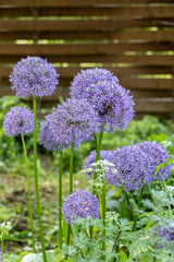 Obraz premium Purple Allium Giganteum, or giant onion or ornamental onion, in flower