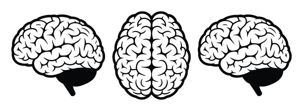 Three Stylized Black and White Brain Illustrations: Side, Top, and Side Views