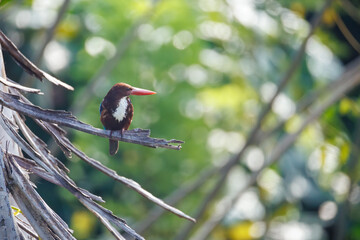 red billed hornbill © smirs