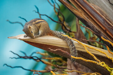 Fototapeta premium squirrel on a tree
