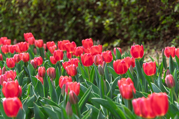 春の花壇に鮮やかに咲き誇る赤いチューリップの群生