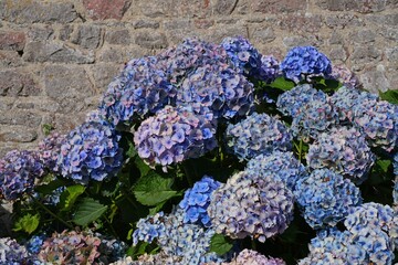 Pink and purple hydrangea flowers in bloom in Brittany, France © eqroy