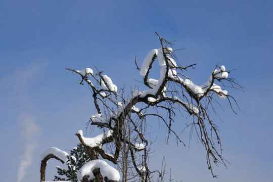 Schnee auf einer Baumkrone