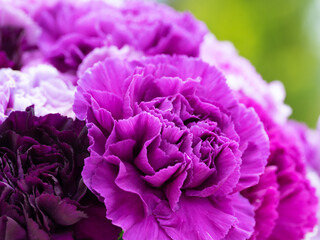 美しい紫色のカーネーション