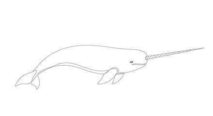 Narwhal illustration, isolated on white background, single line drawing, minimal style © Ahmad