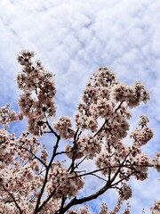 Prunus nipponica.Blooming Japanese Alpine cherry or Kuril cherry with cute pink flowers in a spring garden.First bloomers.Nature background