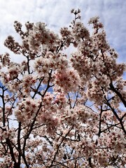 Prunus nipponica.Blooming Japanese Alpine cherry or Kuril cherry with cute pink flowers in a spring garden.First bloomers.Nature background