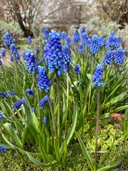Fototapeta premium A blooming Muscari with cute purple flowers in a spring garden.First bloomers.grape hyacinth.perennial bulbous plants . Nature background