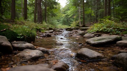 Obraz premium A serene forest stream flows over rocks through a lush woodland in natural light