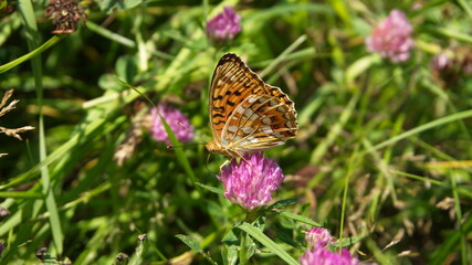 Fototapeta premium a butterfly with orange and brown wings sits on a pink clover flower