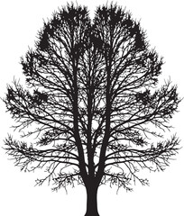 Obraz premium Black silhouette of a tree with bare branches on white background also transparent background