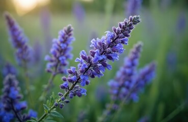 Obraz premium Close-up macro view of blue wild vetch flowers with green leaves in soft sunlight. Beautiful natural flora blooms in a meadow during daytime outdoors.