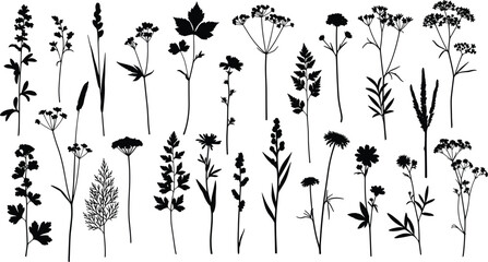 Collection of wildflower and herb silhouettes isolated on light background, botanical meadow plants set in black vector style for natural design, herbal themes and decorative elements © Mehadul Expressive