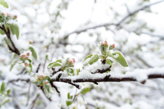 The Unexpected Threat: Spring Snow Covering Blooming Fruit Trees and Harvest Challenges. 