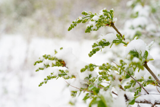 Lilac branches with unopened flowers under a spring blanket of snow, threatening spring blooms.