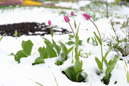 Tulips in Full Bloom Surprise Under Unexpected Snowfall, Showcasing Nature's Beautiful Contrasts.