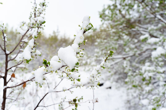 Winter's Last Stand: Snow Covering Flowering Cherry Branches Signals Risk to Future Harvests Ahead.