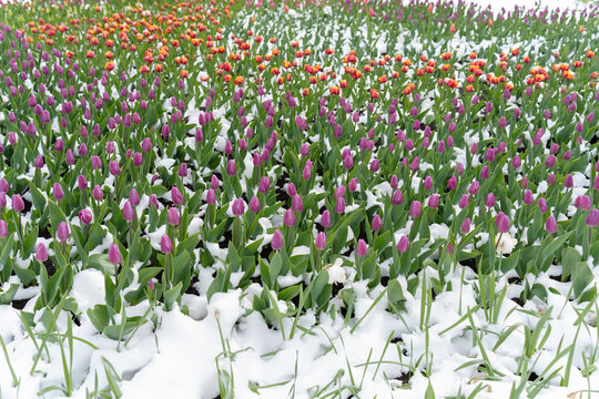 Unexpected Snowfall Covers Blooming Tulips, Highlighting Spring's Fragile Beauty and Unpredictability.