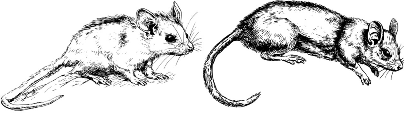 Elegant Dormouse Escapee: A Tiny Mascot of Adventure