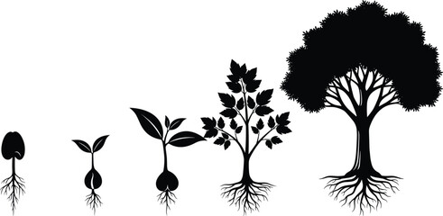 Obraz premium Tree growth stages silhouette illustration showing seed germination, sprout, young plant and mature tree, nature development lifecycle concept isolated on white background