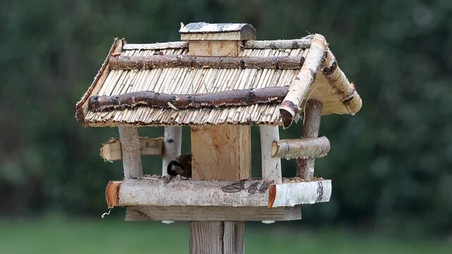 Oiseaux &agrave; la mangeoire sous la pluie
