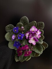 purple African violet  flower on black