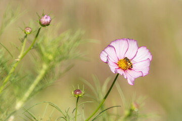 Hoverfly on a white and pink cosmos flower