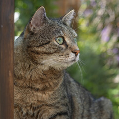 Tabby cat with big green eyes watching over his garden 
