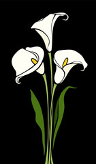 Calla lilies. Bouquet of white calla lily flowers on a black background. Vector illustration
