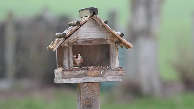 Oiseaux &agrave; la mangeoire sous la pluie