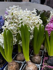 Obraz premium Colorful Hyacinth Flowers in Pots at Flower Market. Spring Hyacinths in Pots, Close Up