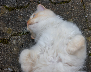 Birman cat lies on his back on the pavement and shows his fluffy tummy