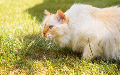 Blue-eyed cat lurking on grass, ready to pounce 