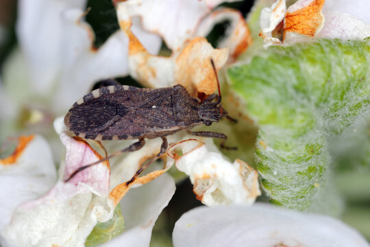 Comon squashbug from Coreidae family, Ceraleptus gracilicornis on apple tree.