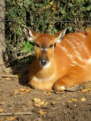 Sitatunga