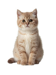 Fototapeta premium Cute beige and white cat with yellow eyes sitting on transparent background, isolated feline PNG for commercial use