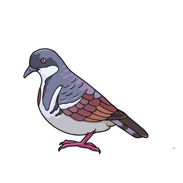 Negros bleeding-heart dove vector illustration isolated on transparent background