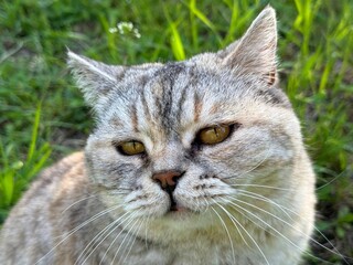 Portrait of pretty cat feline © OLENA LIALINA