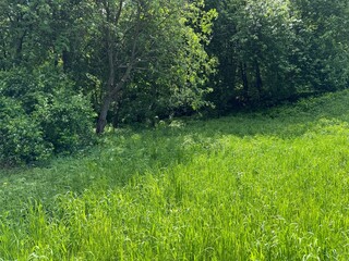 Meadow green grass and forest trees.