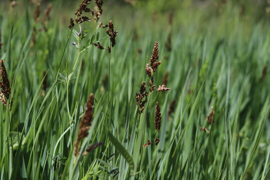 Hierochloe odorata. Sweet grass or holy grass.