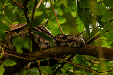 Obraz premium Traditional fishing boats resting along the coast of Itacaré, Bahia, Brazil, under strong yellow sunlight. The intense tropical sun creates golden reflections on the ocean surface, highlighting the vi